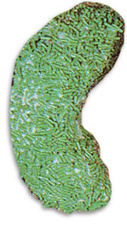 Belshaw Dunkerette Plunger for Type B/F - Donut-Supplies.Com